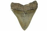 Serrated, Fossil Megalodon Tooth - South Carolina #325738-1